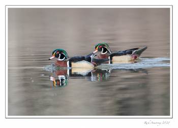 wood duck pair 2.jpg